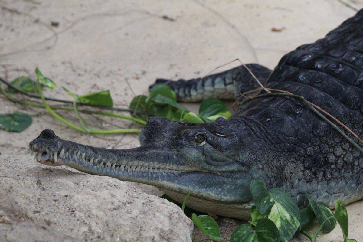 © Victor Lahcen - Nature et Zoo