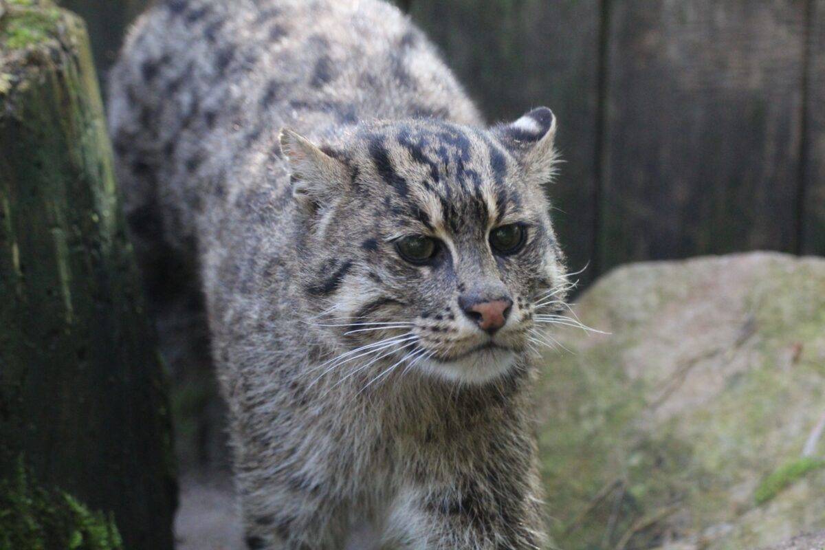 © Victor Lahcen - Nature et Zoo