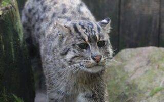 © Victor Lahcen - Nature et Zoo