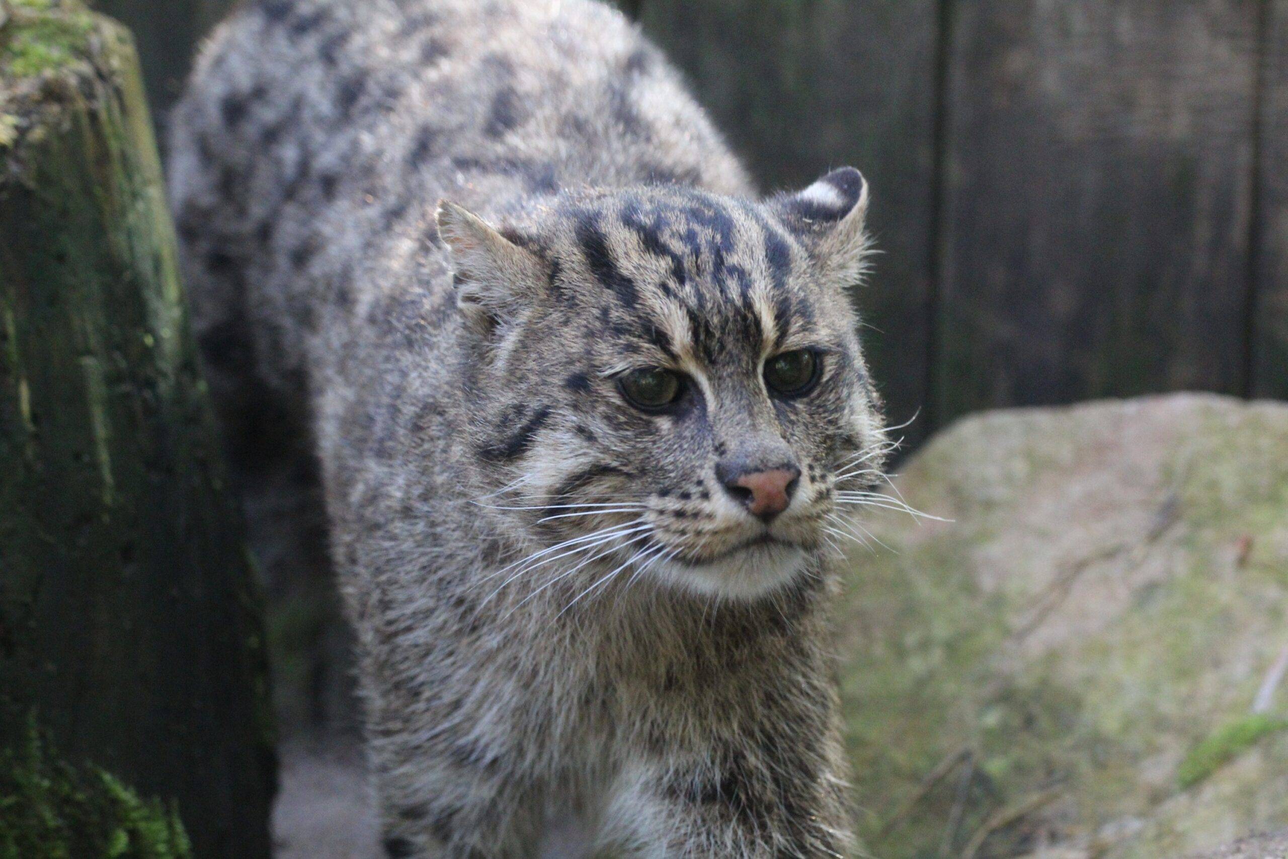 © Victor Lahcen - Nature et Zoo