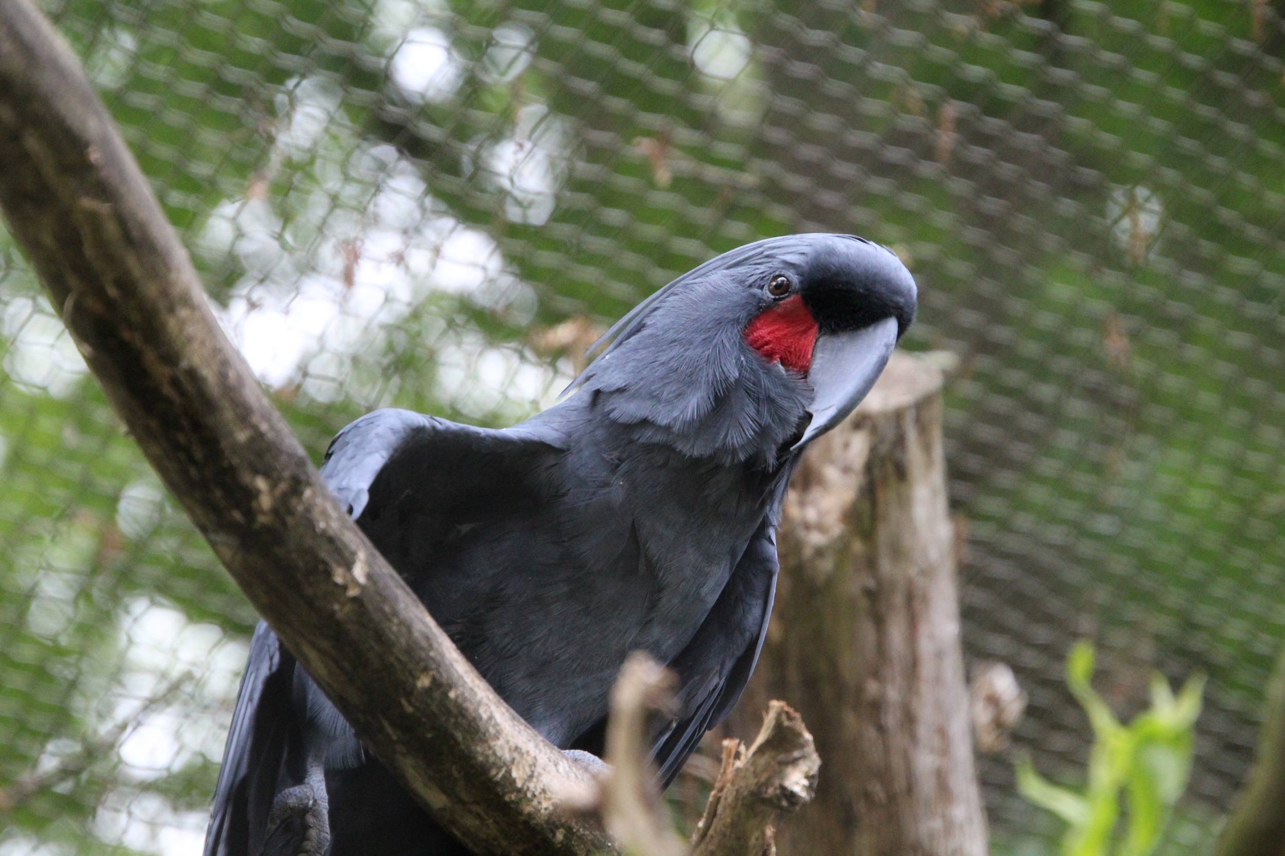 © Victor Lahcen - Nature et Zoo
