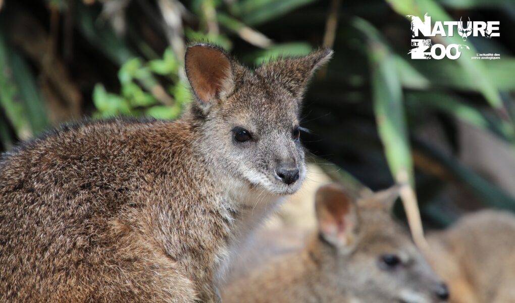 © Victor Lahcen - Nature et Zoo
