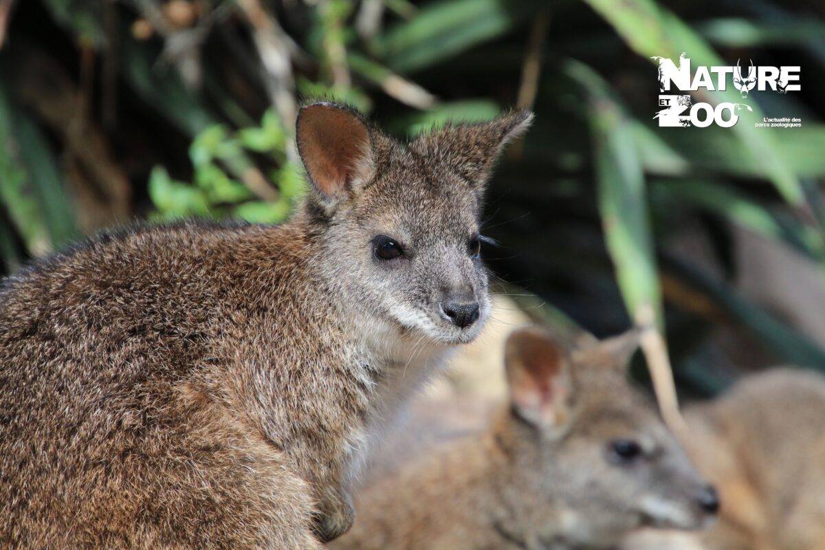 © Victor Lahcen - Nature et Zoo