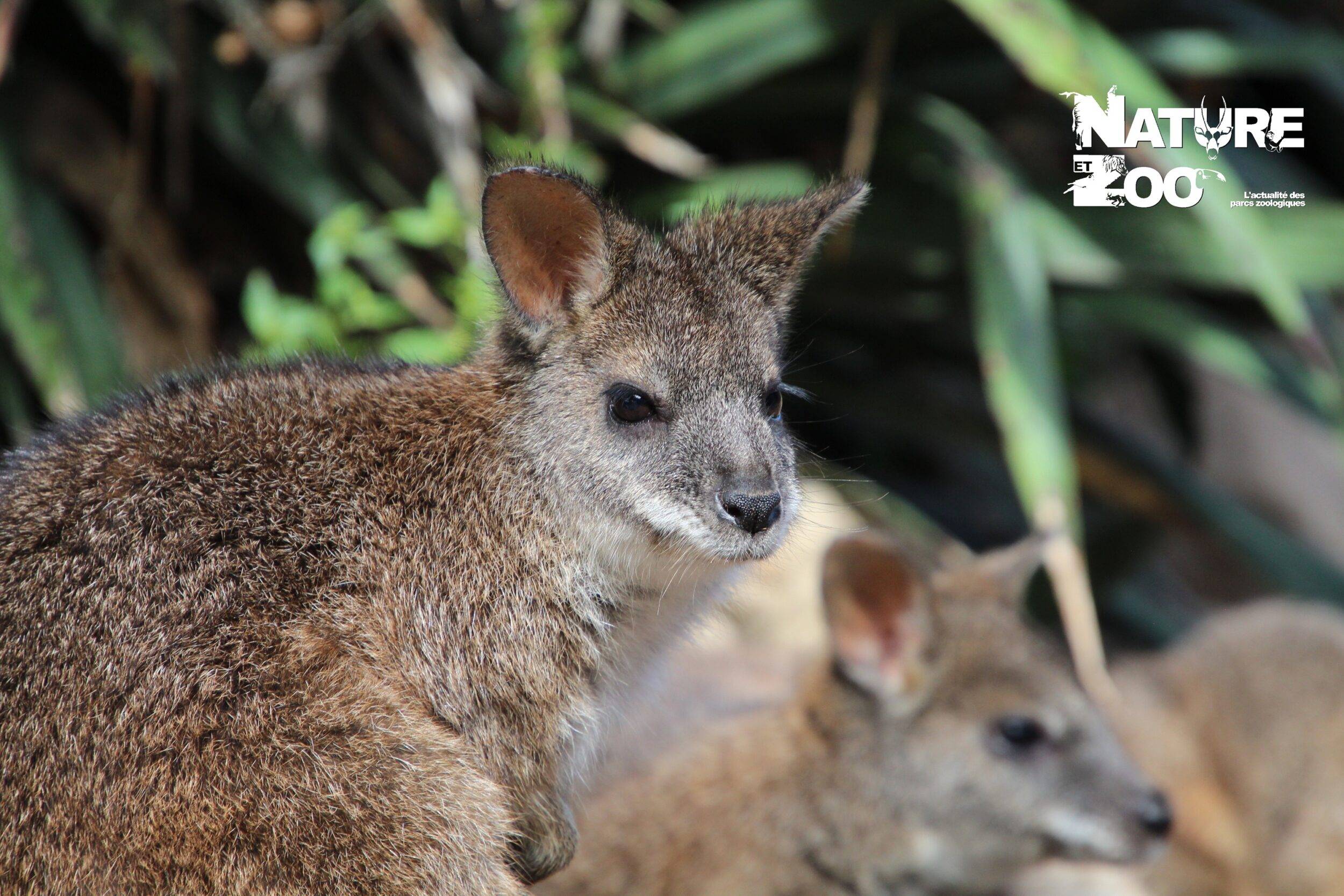 © Victor Lahcen - Nature et Zoo