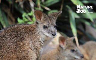 © Victor Lahcen - Nature et Zoo