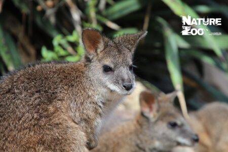 © Victor Lahcen - Nature et Zoo