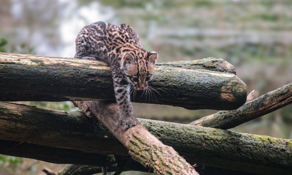 © Zoo de La Flèche