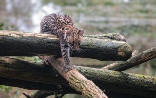 © Zoo de La Flèche