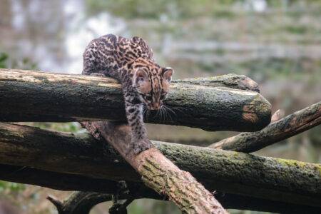 © Zoo de La Flèche