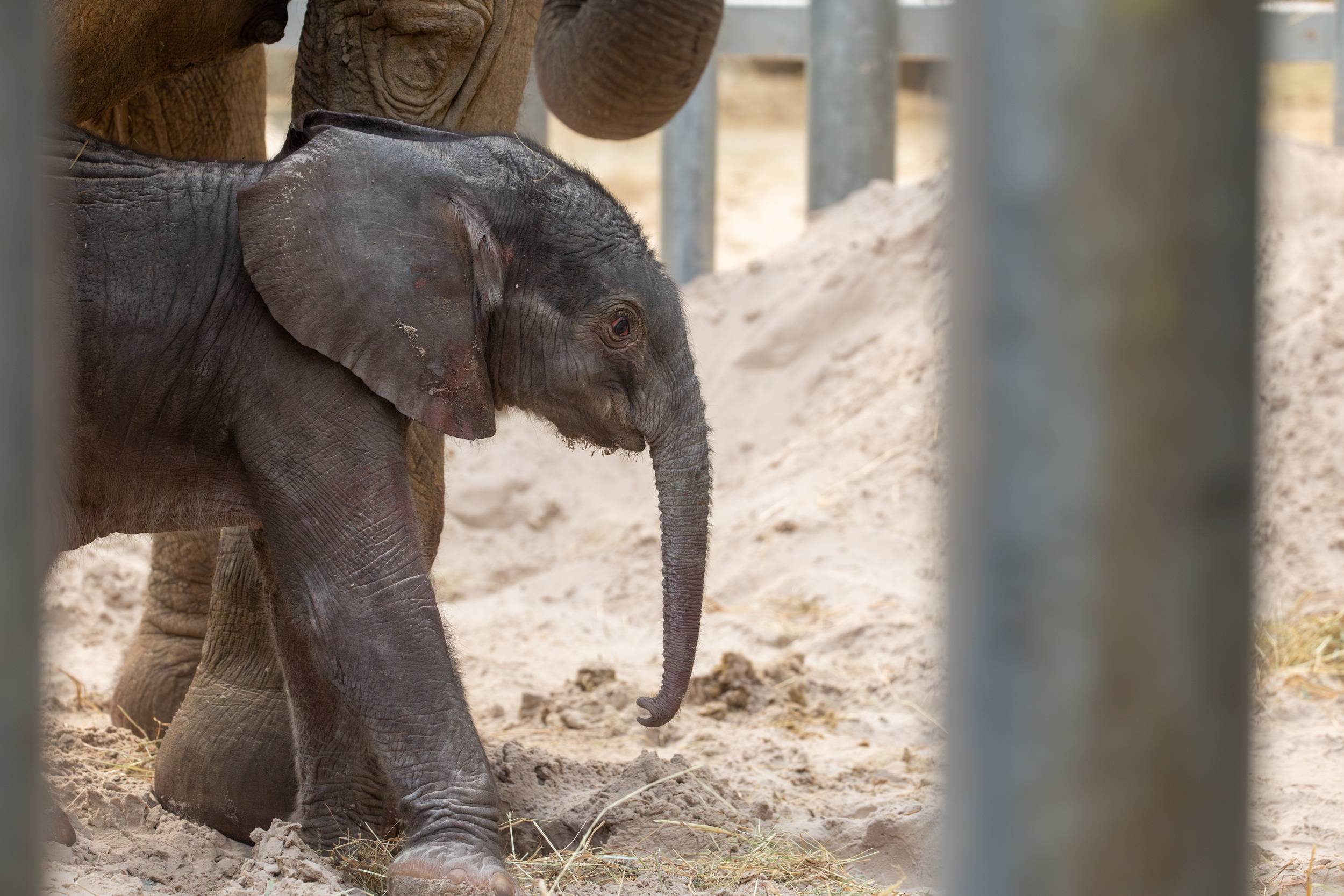 © ZooParc de Beauval