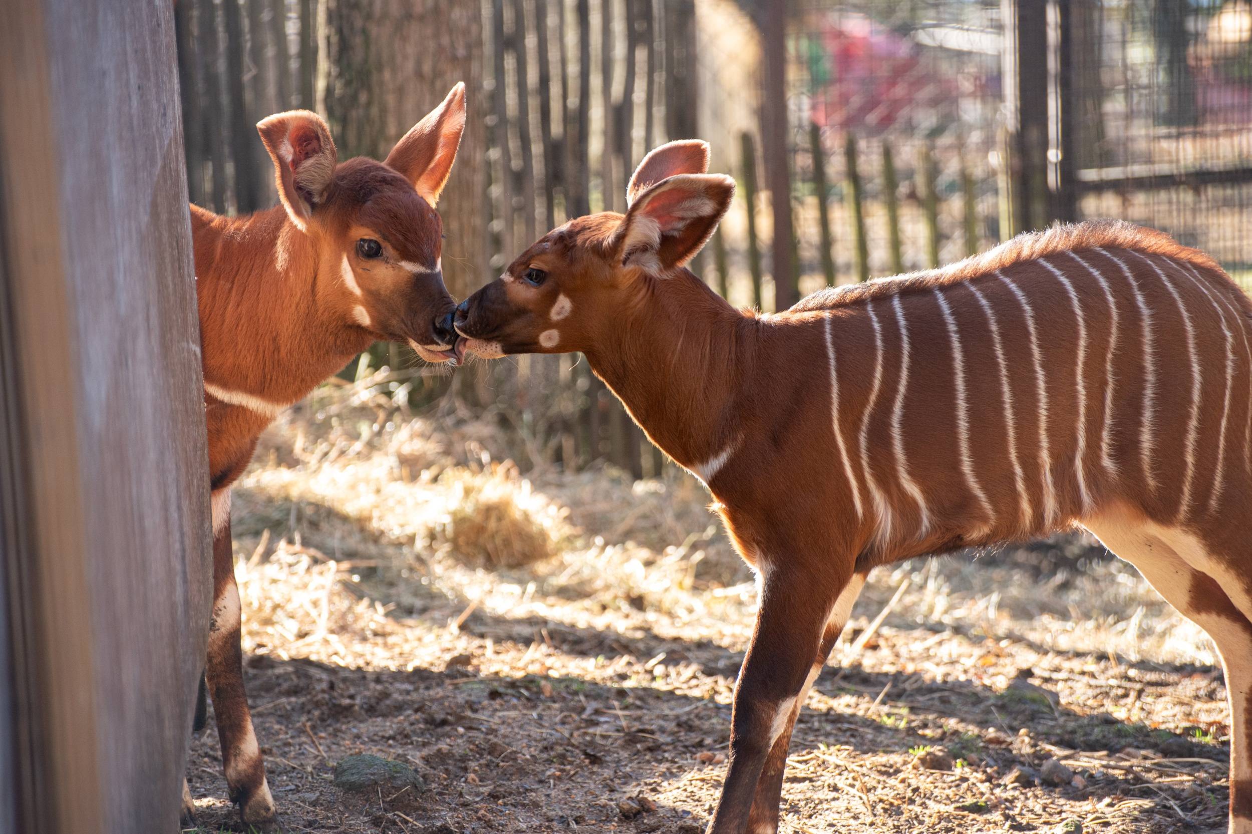 © Safari de Peaugres