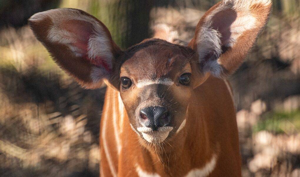 © Safari de Peaugres