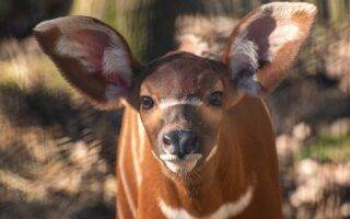 © Safari de Peaugres