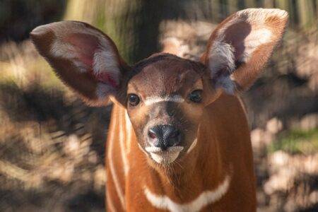 © Safari de Peaugres