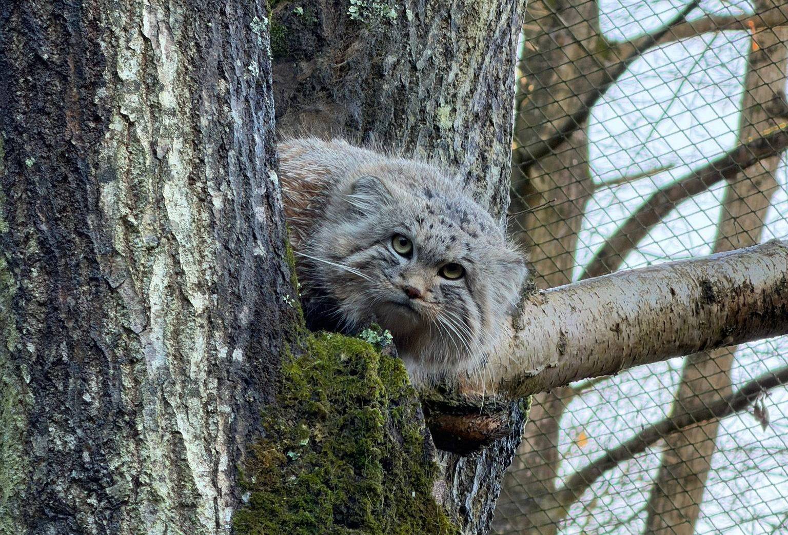 © ZooParc de Trégomeur