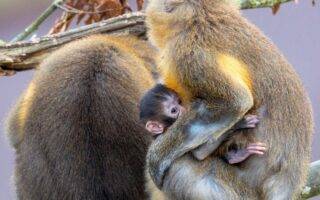 © ZooSafari de Thoiry