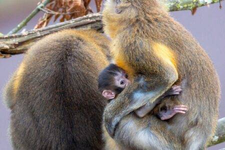 © ZooSafari de Thoiry