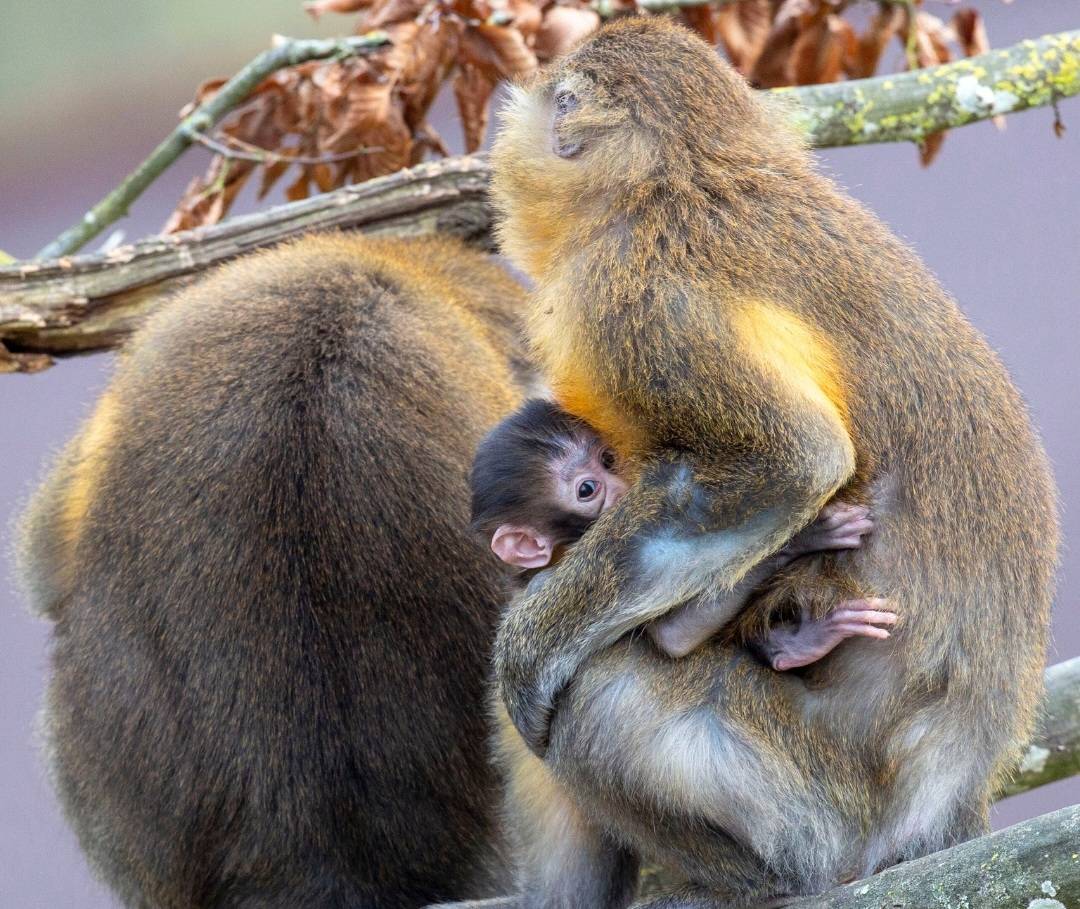 © ZooSafari de Thoiry