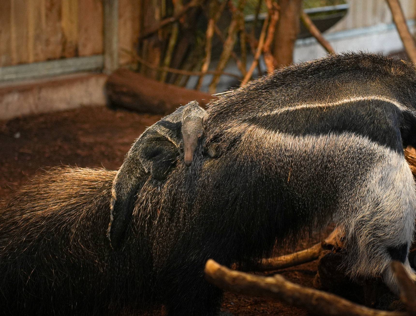 © Parc de Branféré