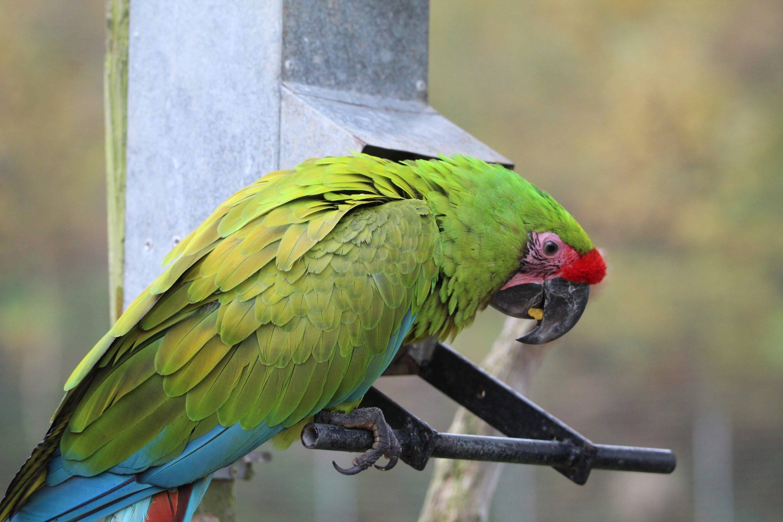 © Victor Lahcen - Nature et Zoo