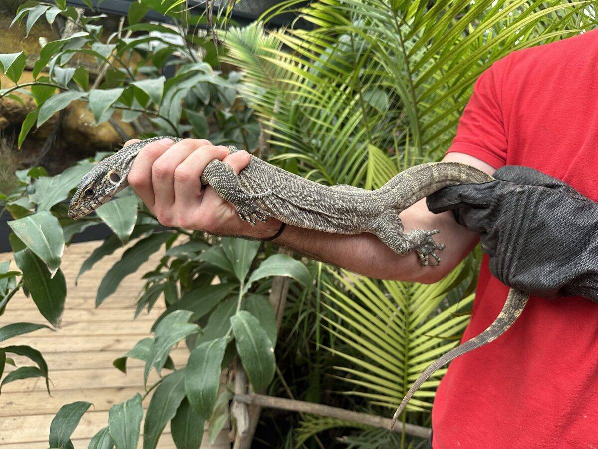 © La Ferme aux Crocodiles