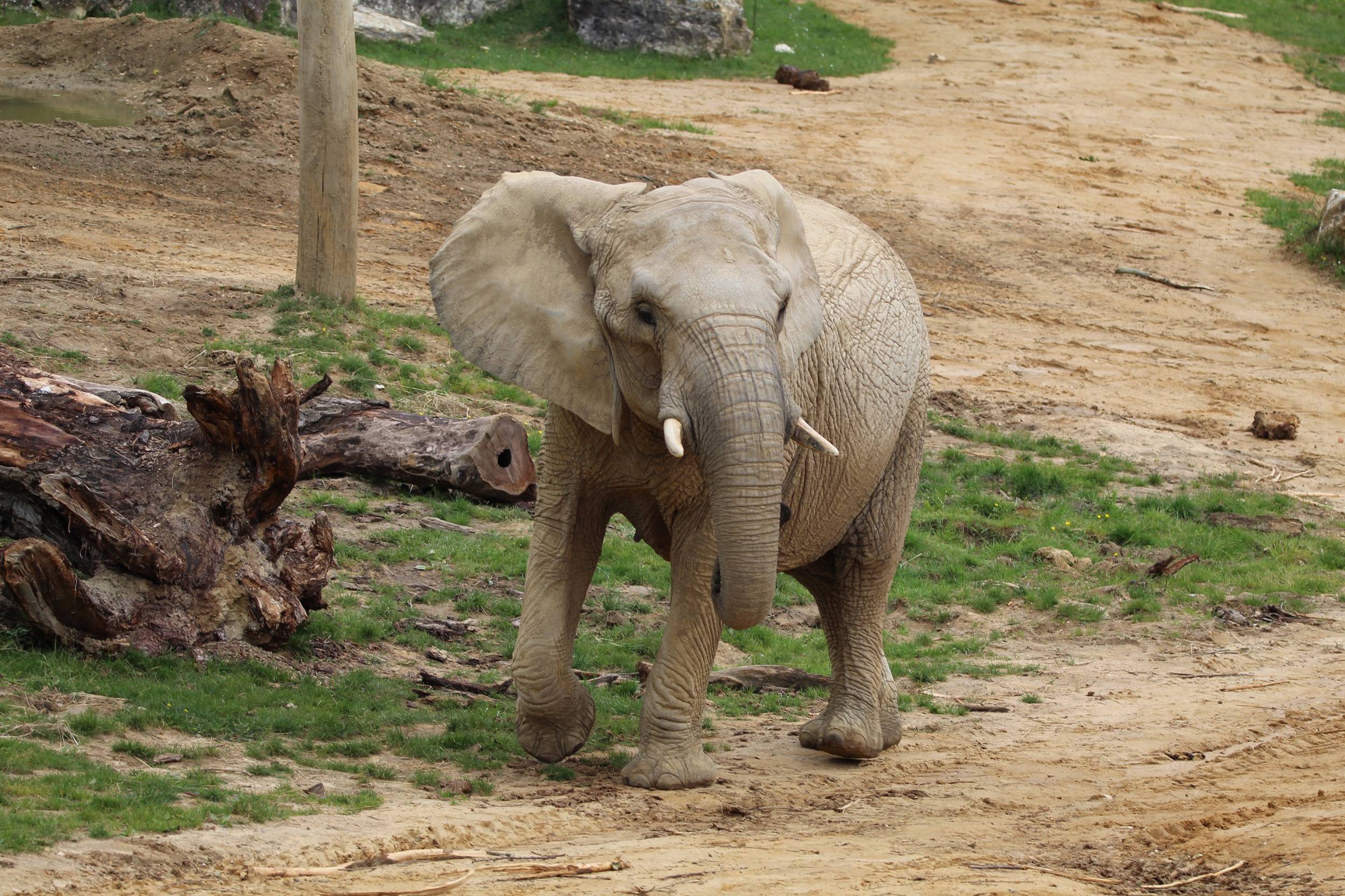 © Victor Lahcen - Nature et Zoo