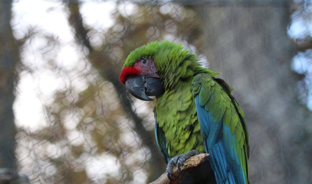 © Victor Lahcen - Nature et Zoo