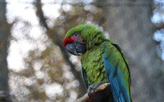 © Victor Lahcen - Nature et Zoo