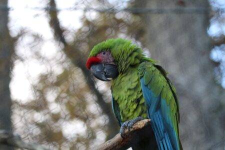 © Victor Lahcen - Nature et Zoo