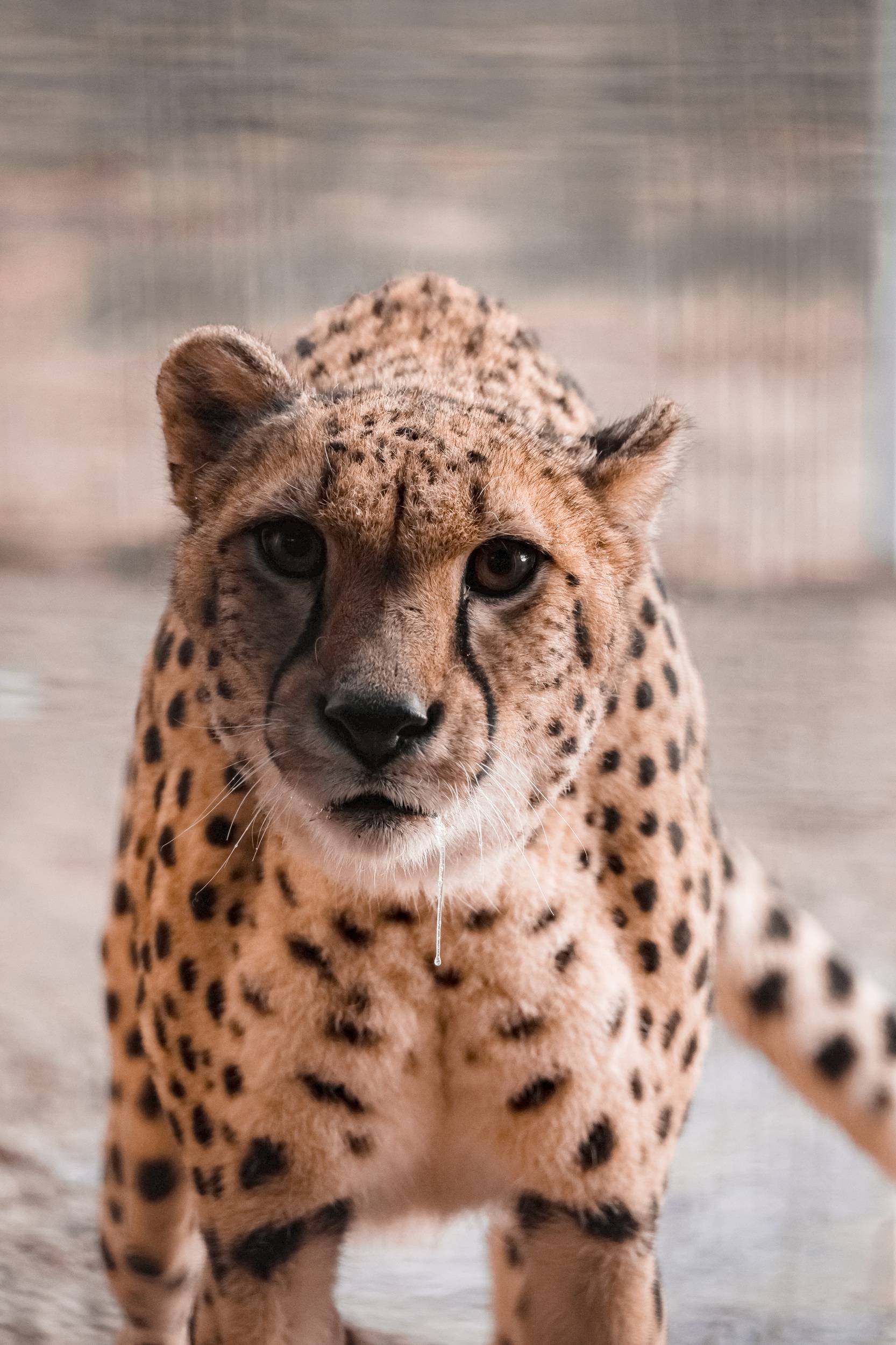 © Zoo de La Flèche