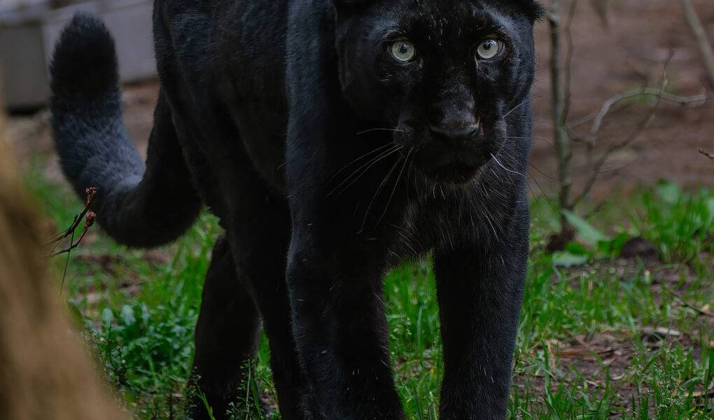 © Christine Guillemot