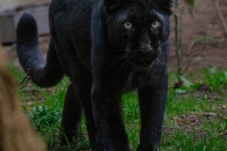 © Christine Guillemot