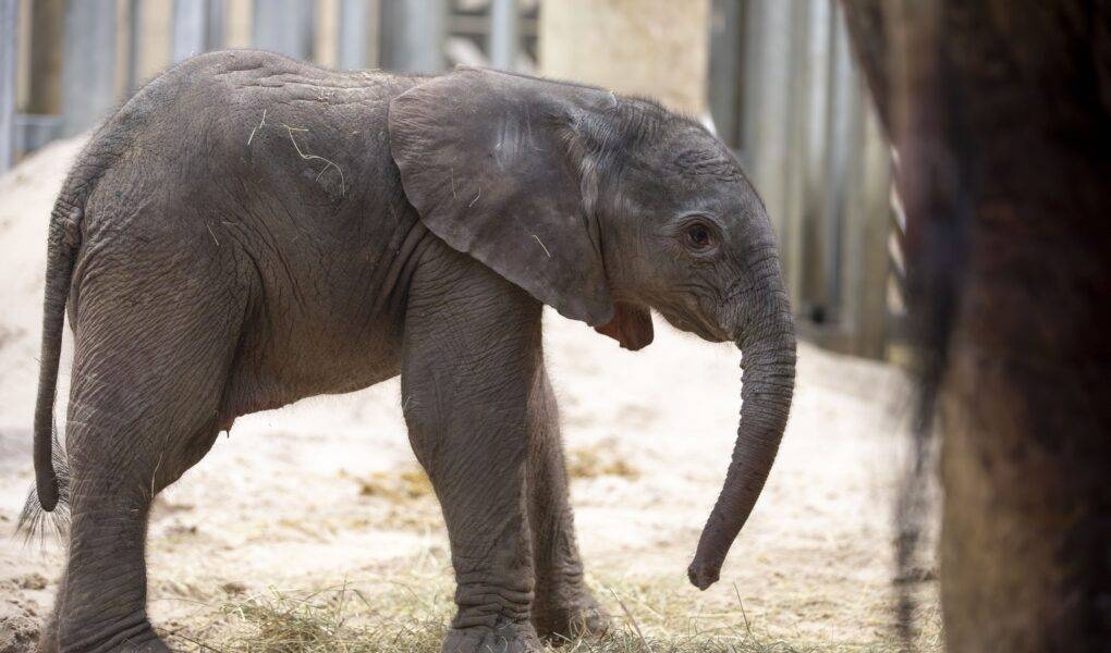 © ZooParc de Beauval