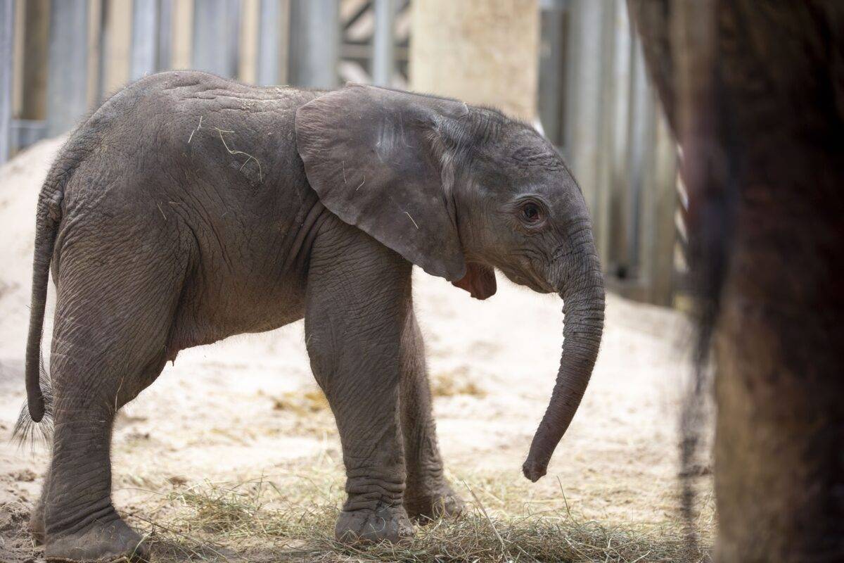 © ZooParc de Beauval