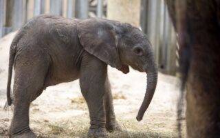 © ZooParc de Beauval