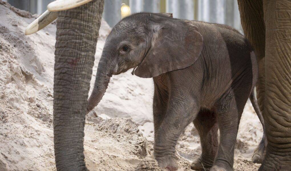 © ZooParc de Beauval