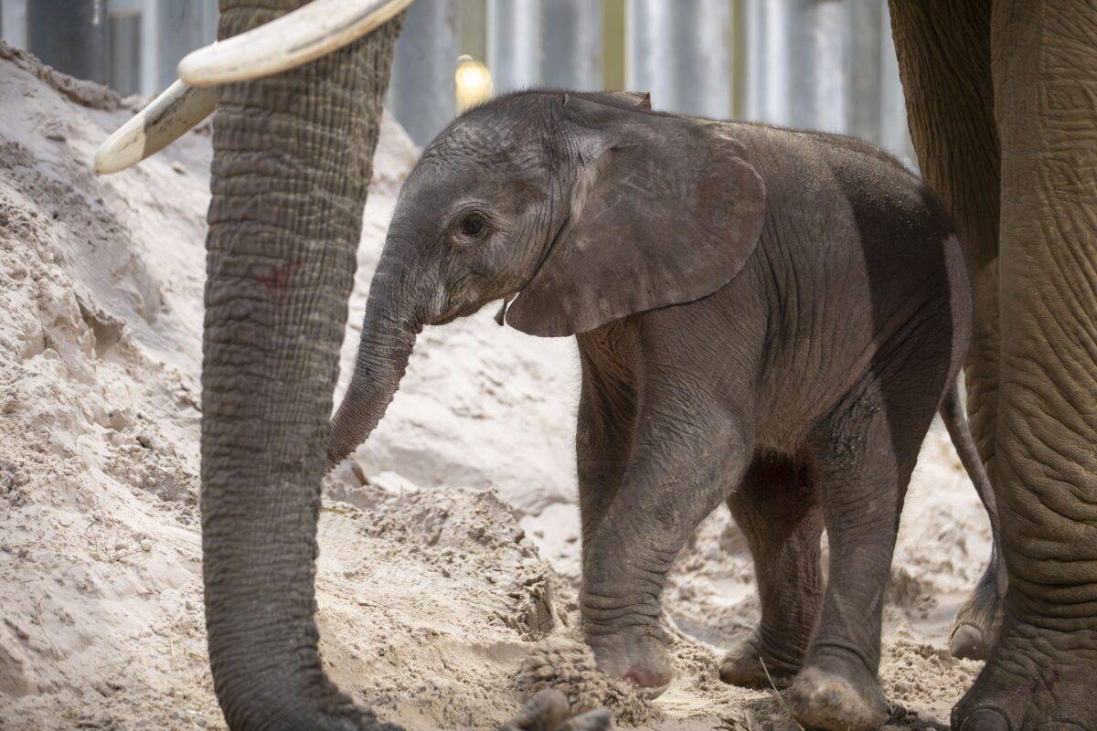 © ZooParc de Beauval