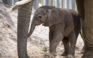 © ZooParc de Beauval