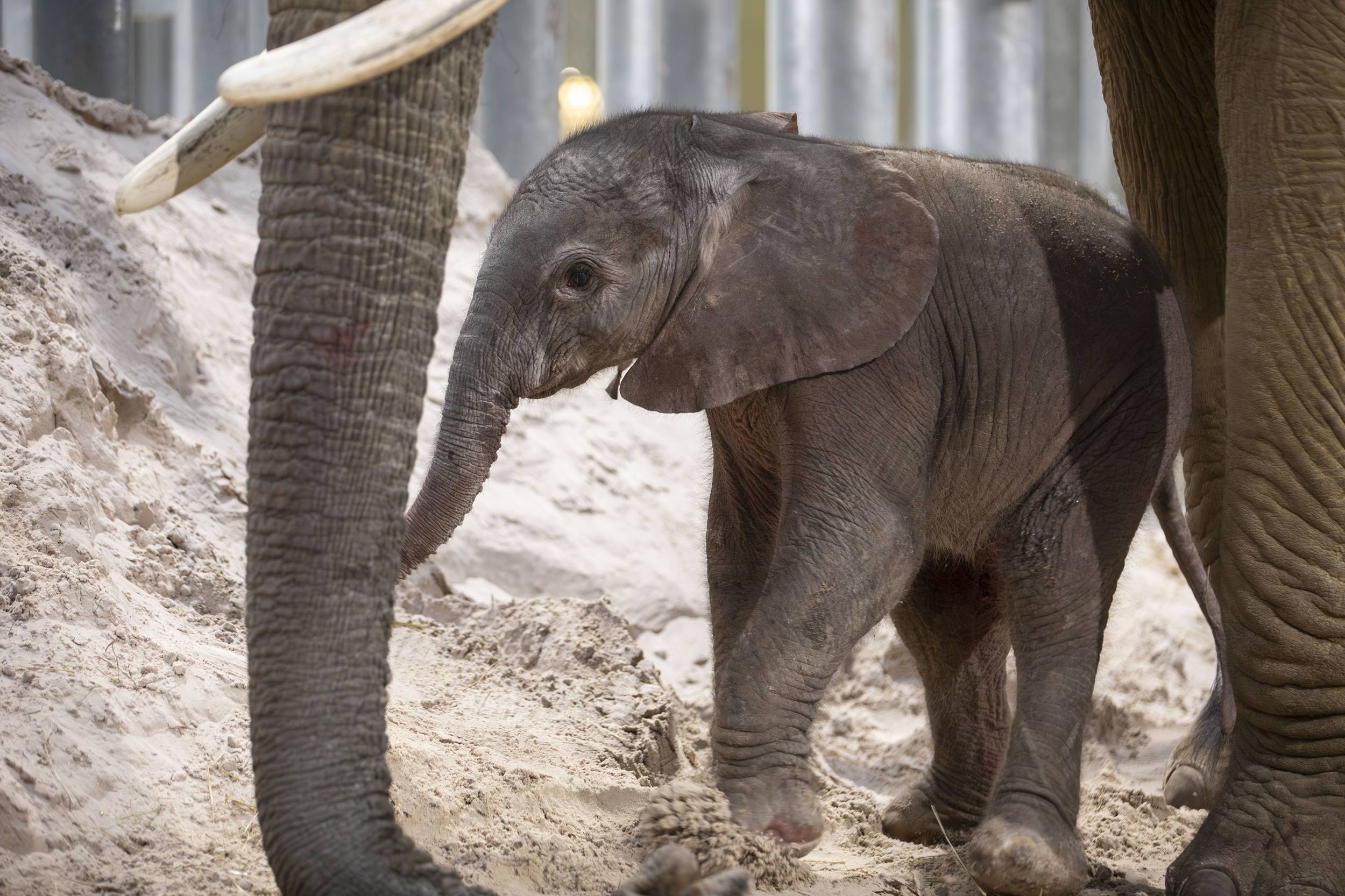 © ZooParc de Beauval