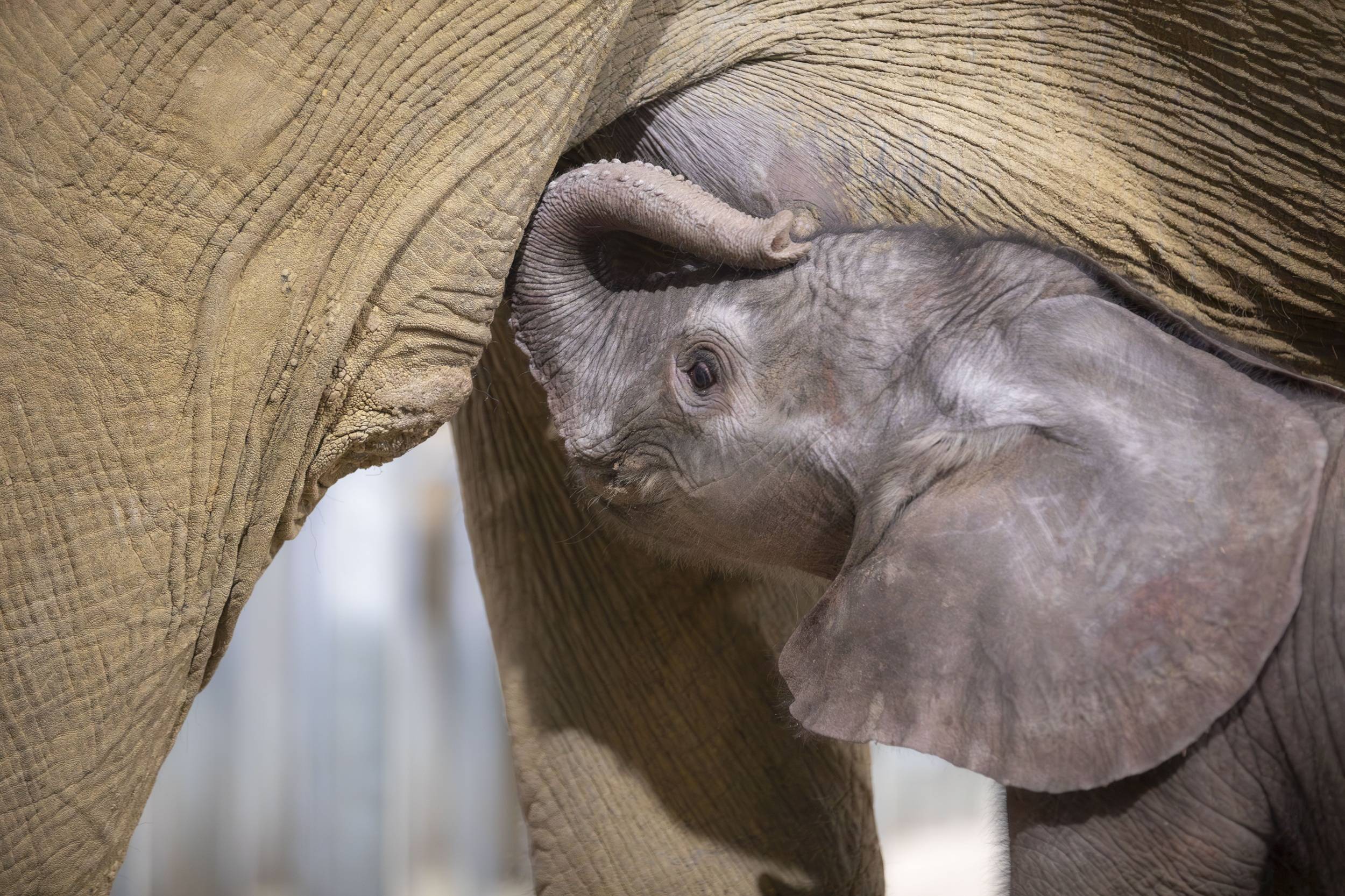 © ZooParc de Beauval