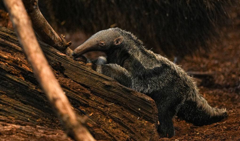 © Parc de Branféré