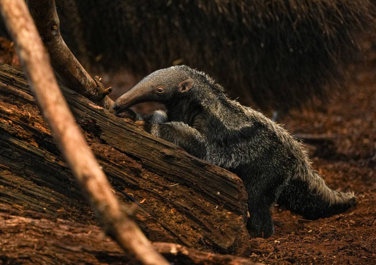 © Parc de Branféré