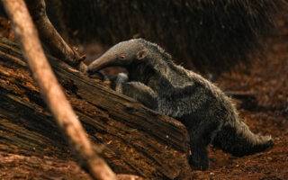 © Parc de Branféré