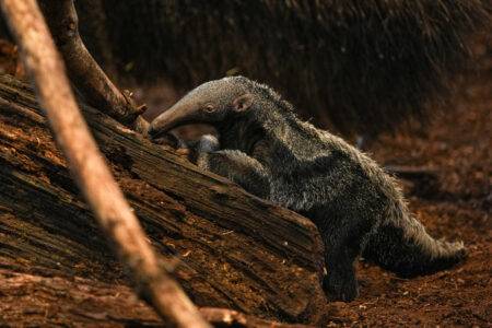 © Parc de Branféré