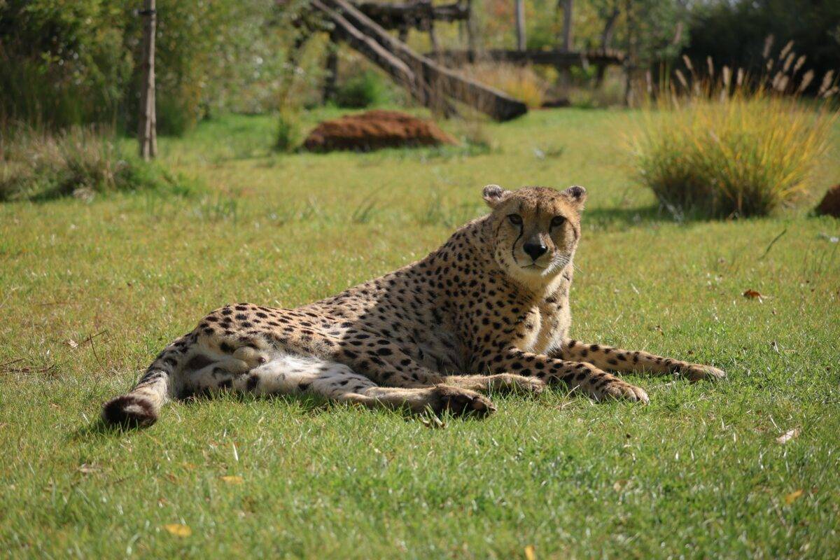 © Zoo de La Flèche
