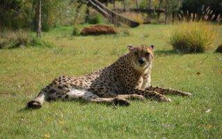 © Zoo de La Flèche