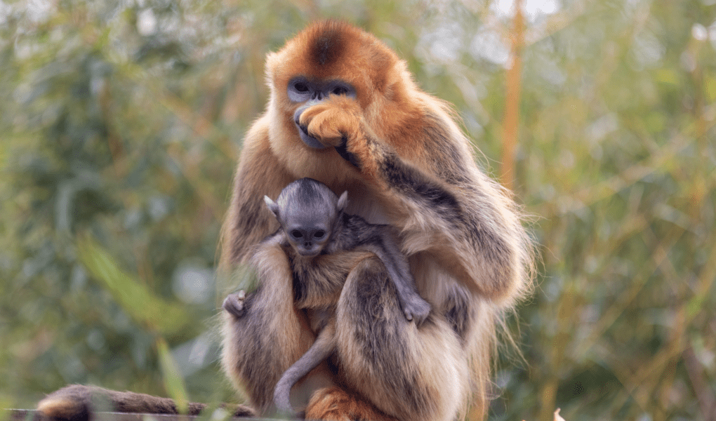 © ZooParc de Beauval