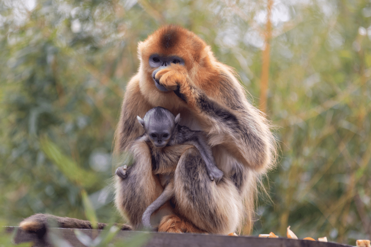 © ZooParc de Beauval