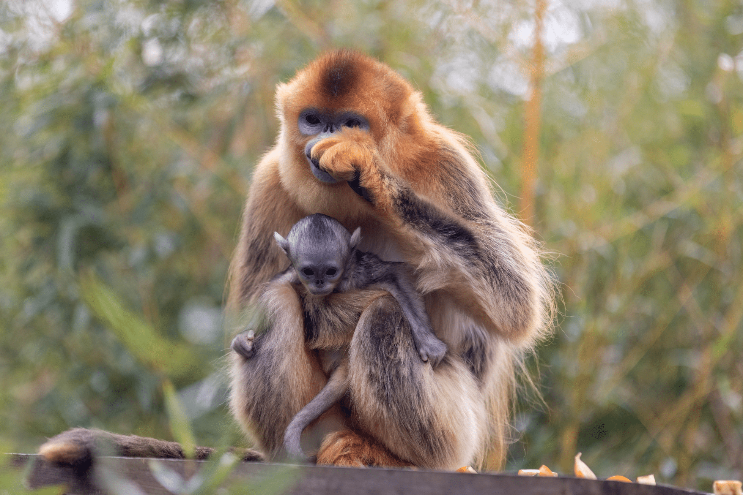 © ZooParc de Beauval