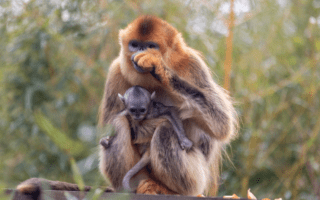 © ZooParc de Beauval